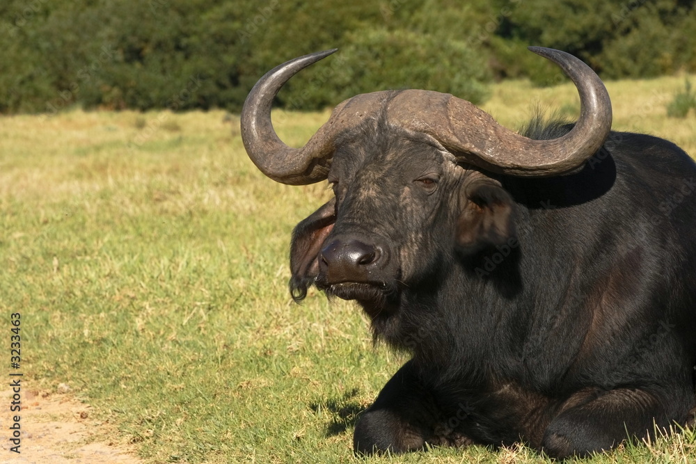 buffalow on road verge