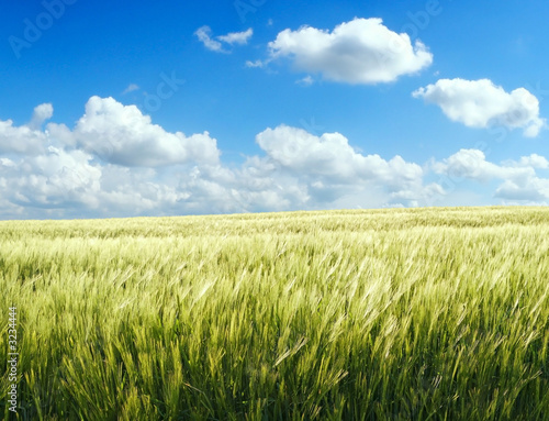 barley field over blue sky 1