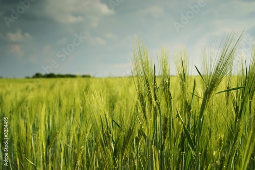 Valokuvatapetti landscape with wheatfield