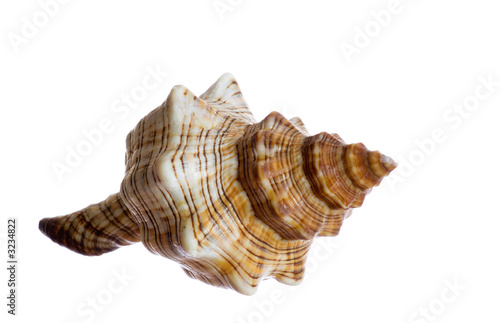 spiral shell isolated on white