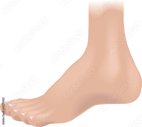 body parts foot