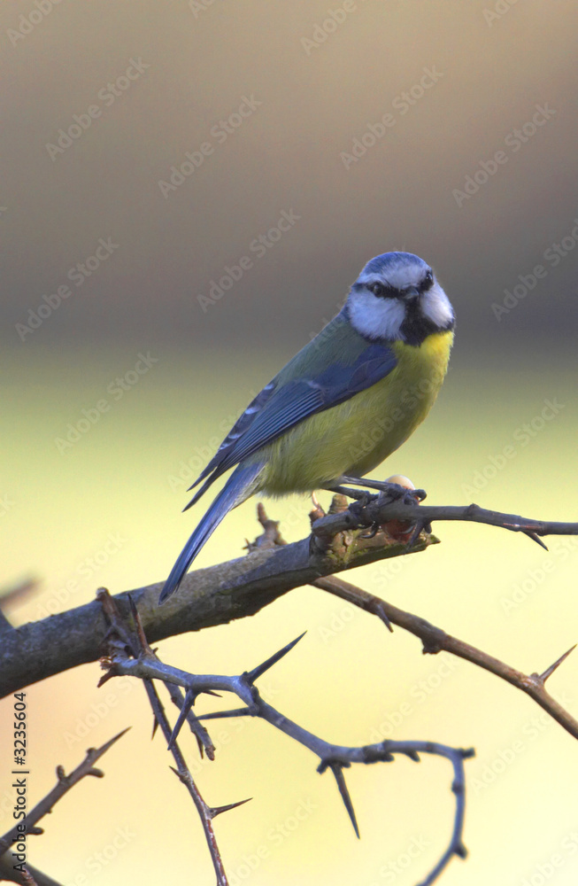 morning blue tit morning blue tit