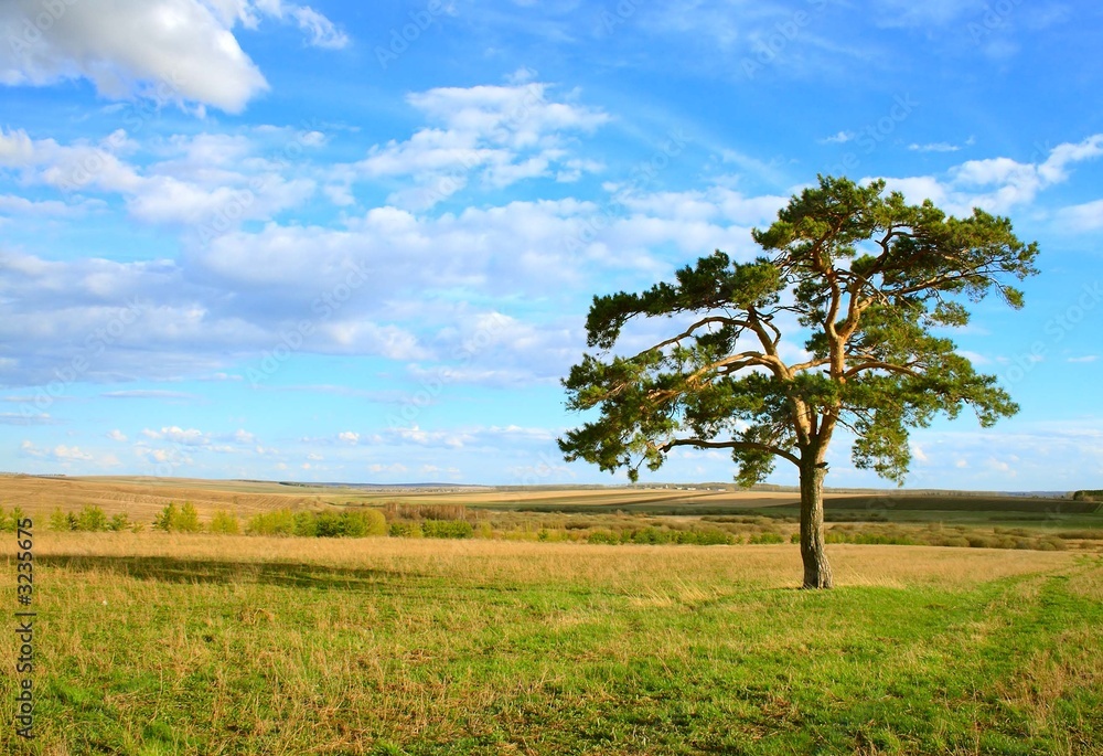 lone pine in the spring