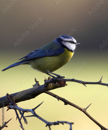 beautiful blue tit.