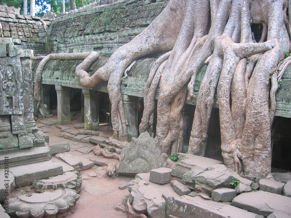 a banyan tree over old ruin temple,  ta prohm, bayon, angkor tom