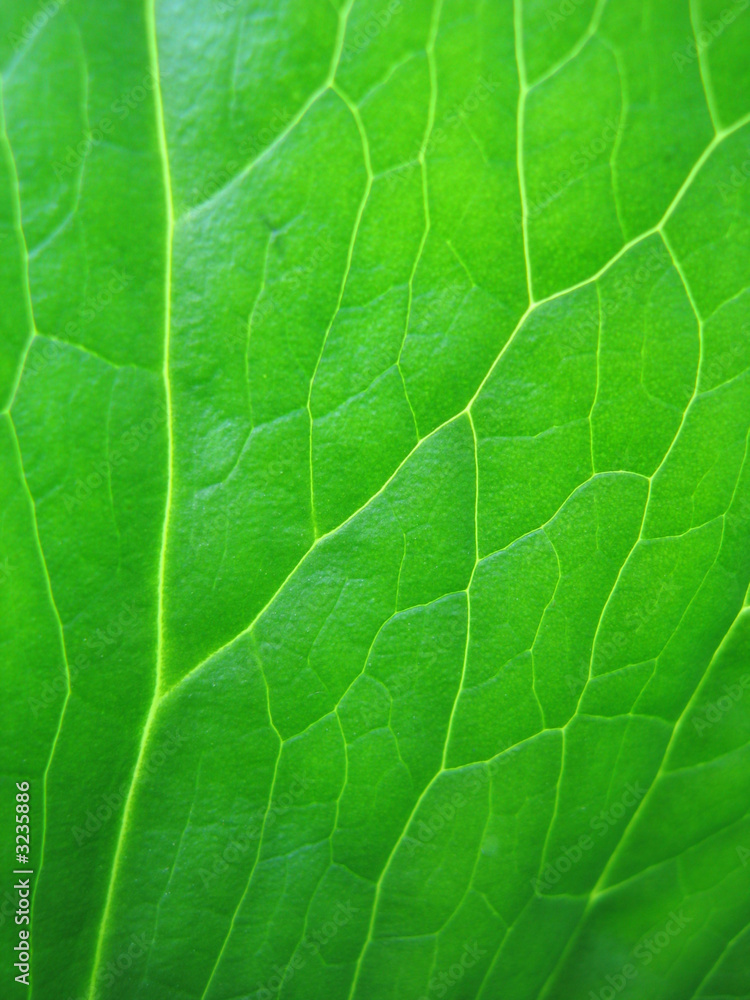 leaf veins leaf veins