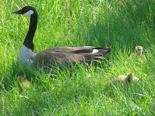 mother goose and goslings