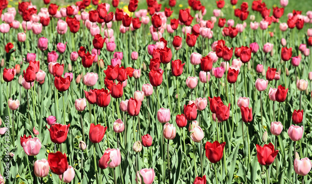 spring flowers blooming in the garden