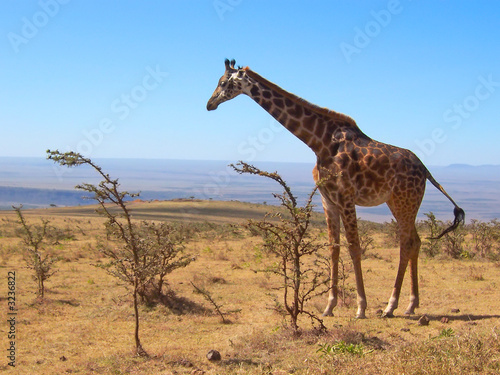 one wild giraffe, serengeti park, tanzania