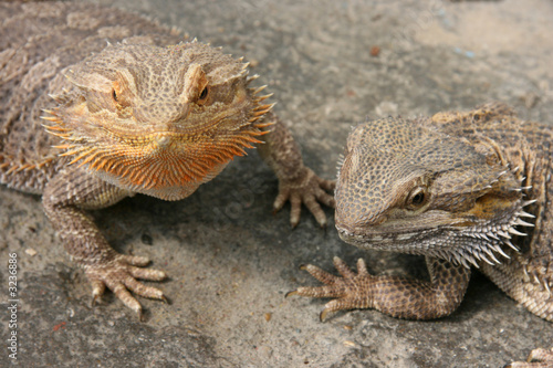 pair of bearded dragons