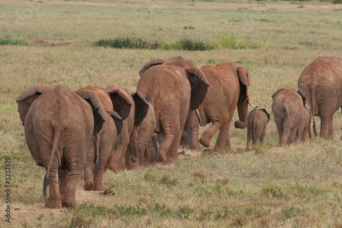 Sticker African Elephants on the Move