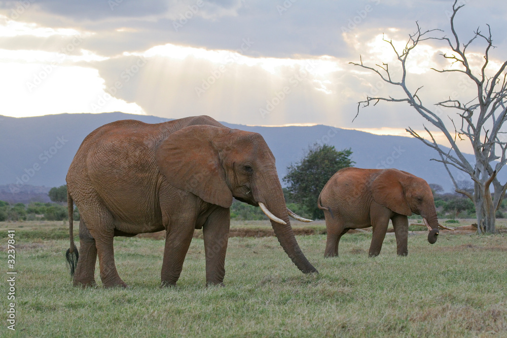Naklejka premium african elephants