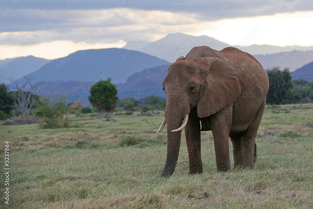 african elephants