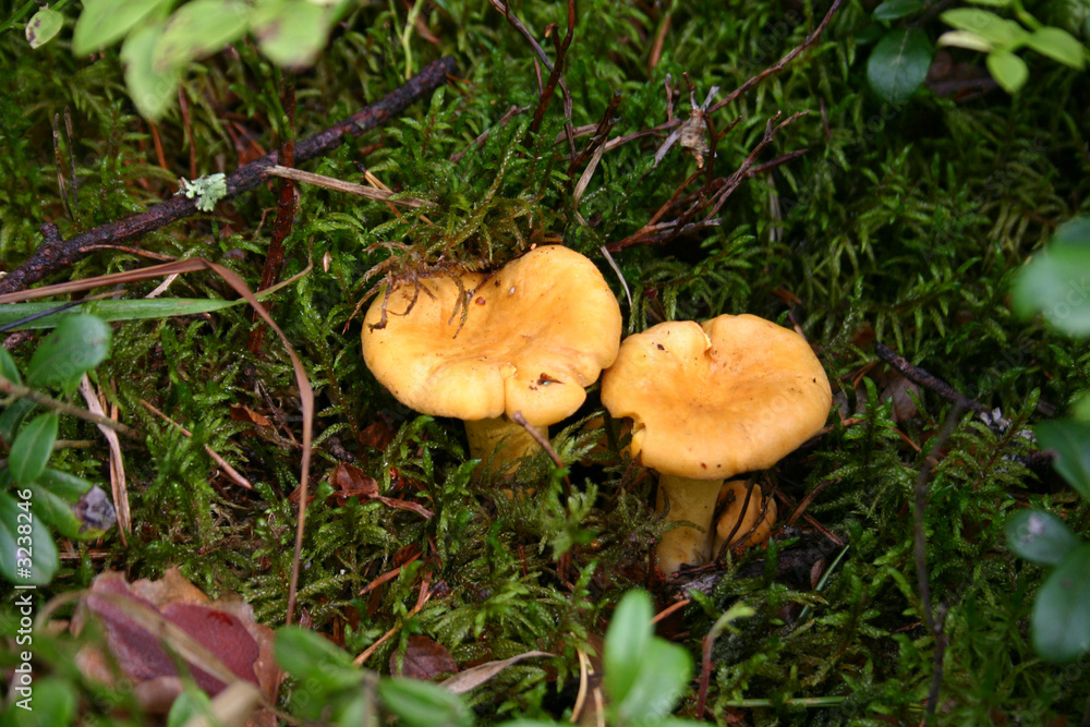 chanterelle chanterelle