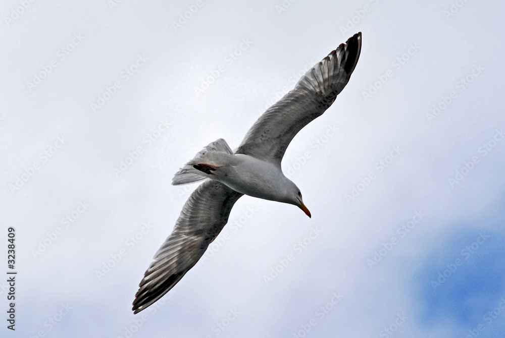 Obraz premium goéland argenté en vol
