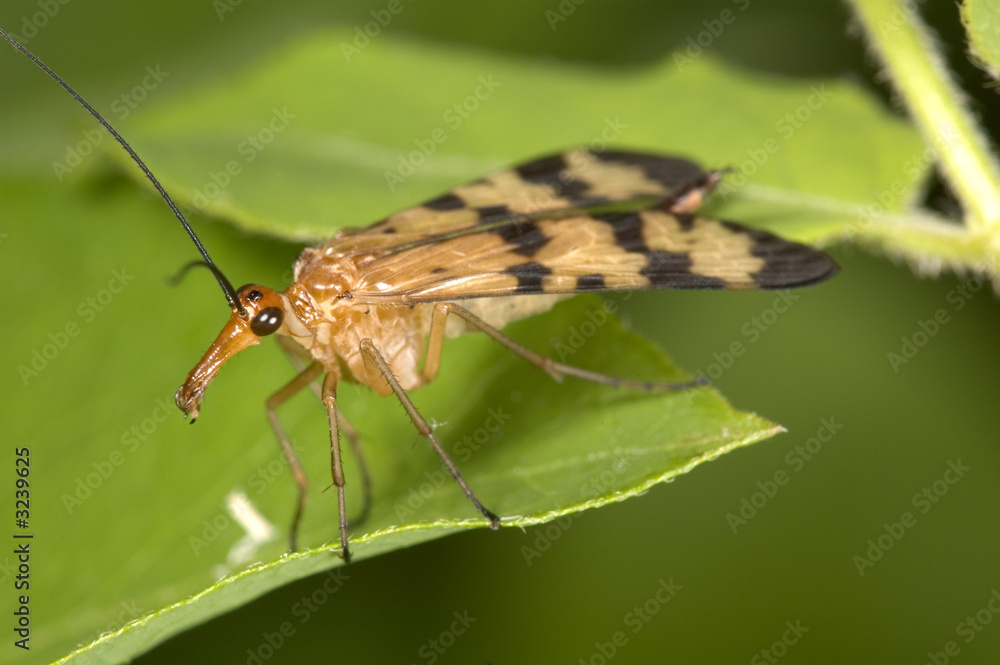 Fototapeta premium scorpion fly