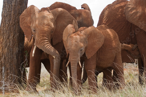 Elephant siblings