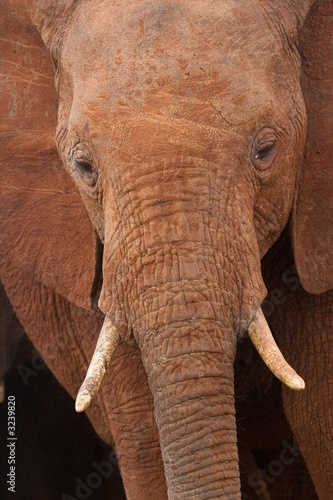 african elephant portrait