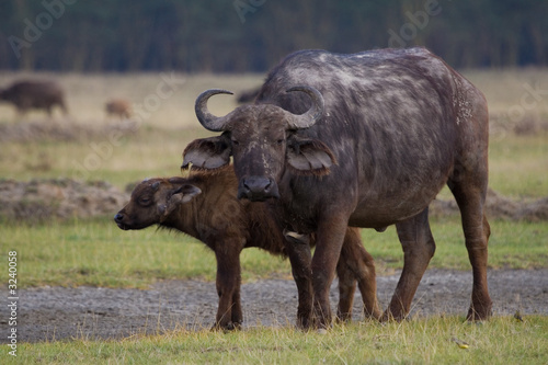african buffalo © Impala