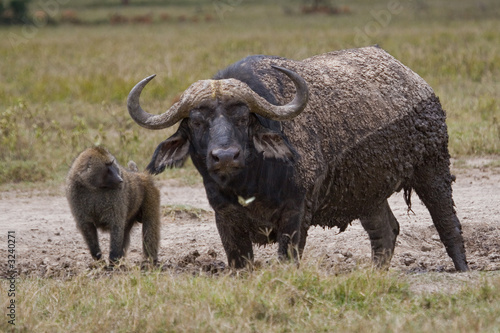 Buffalo and baboon