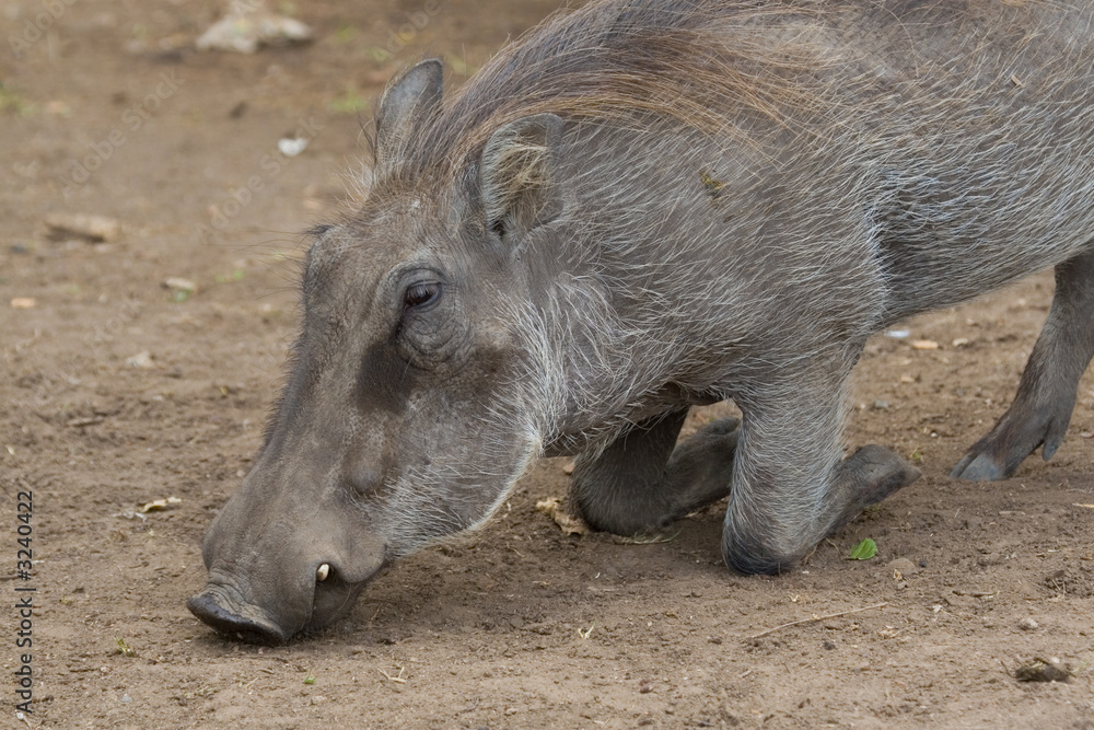 Warthog Warthog