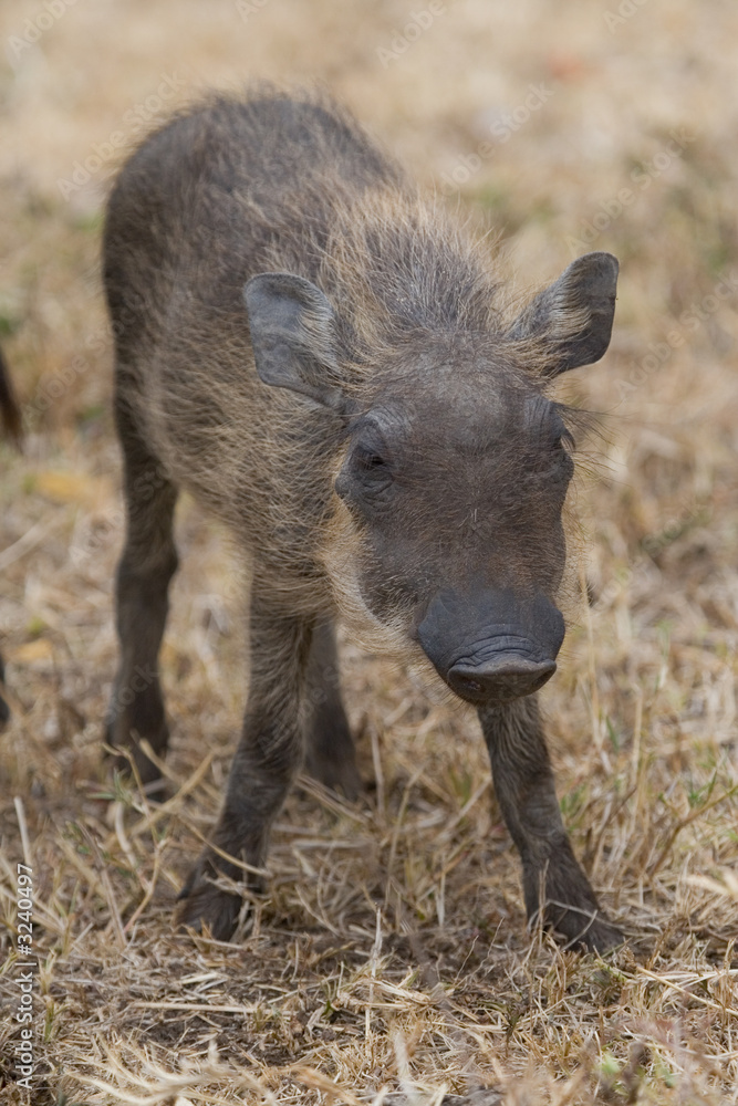Warthog Piglet Warthog Piglet