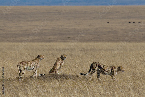 cheetah trio