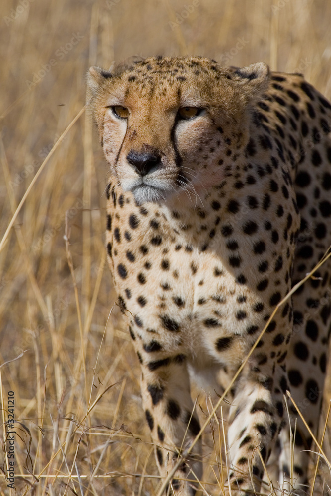 cheetah cheetah