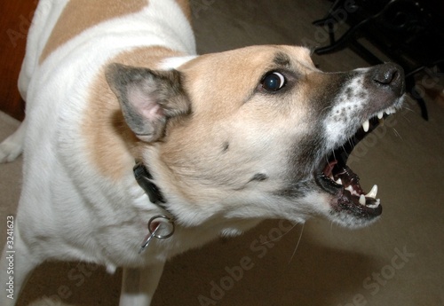 mad dog