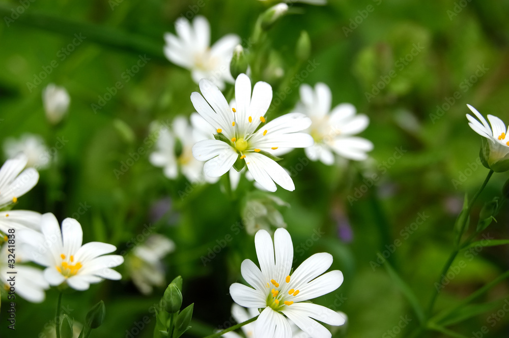 caryophillaceae - stellaria holostea l. - forest flower
