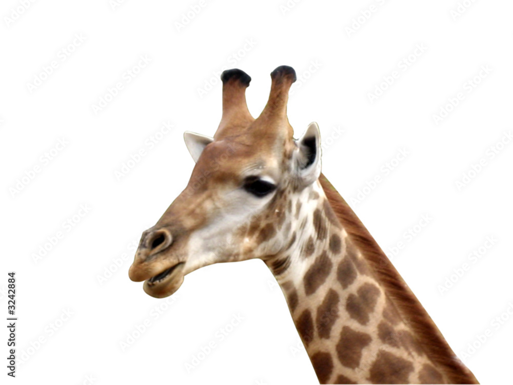 Obraz premium tête girafe