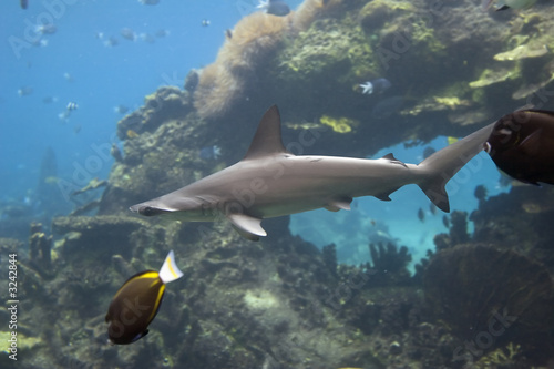 sharkfish photo