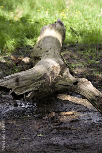 fallen tree