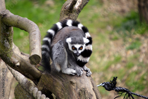 ring tail lemur photo