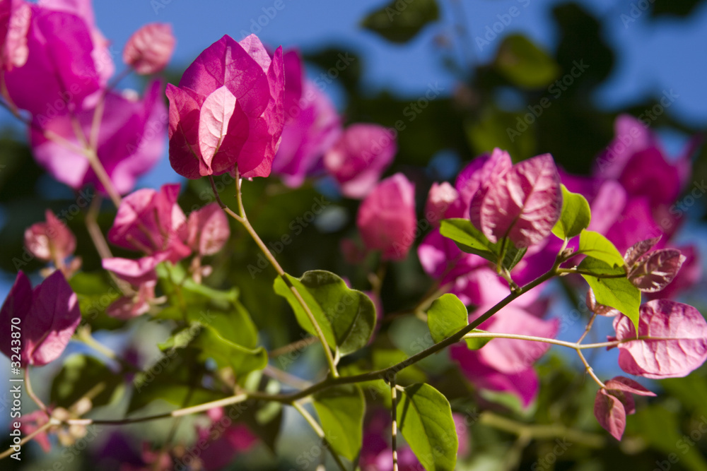 Obraz premium purple bougainvillea