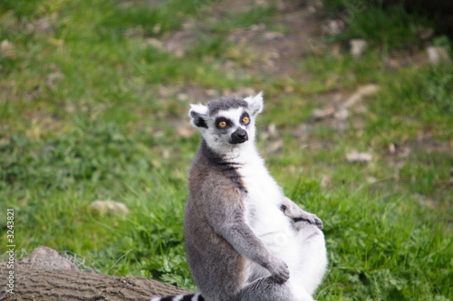ring tail lemur