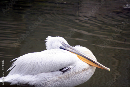 Εκτύπωση καμβά pelican