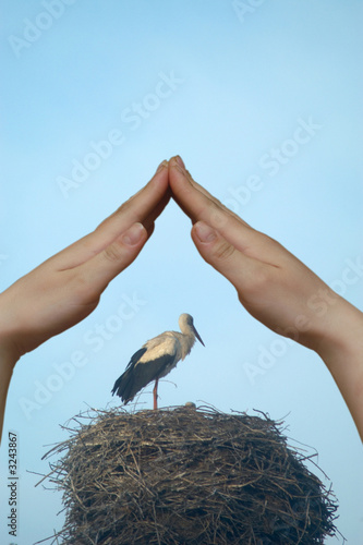 stork i