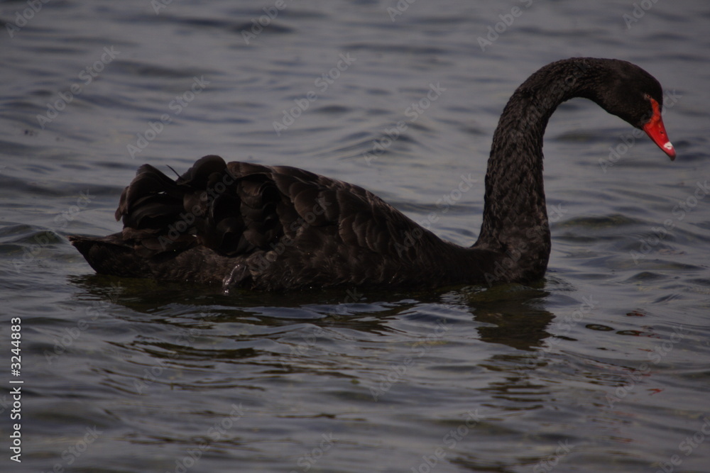Fototapeta premium black swan
