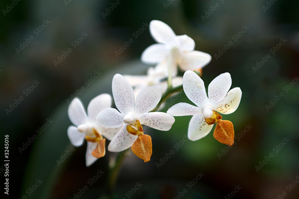 Obraz premium phalaenopsis