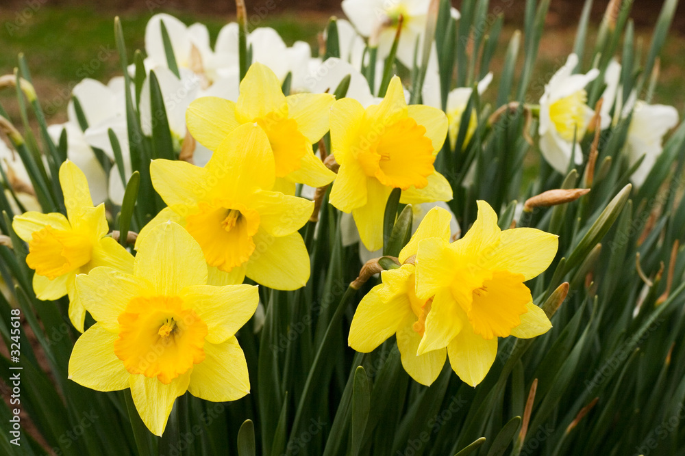 daffodils daffodils