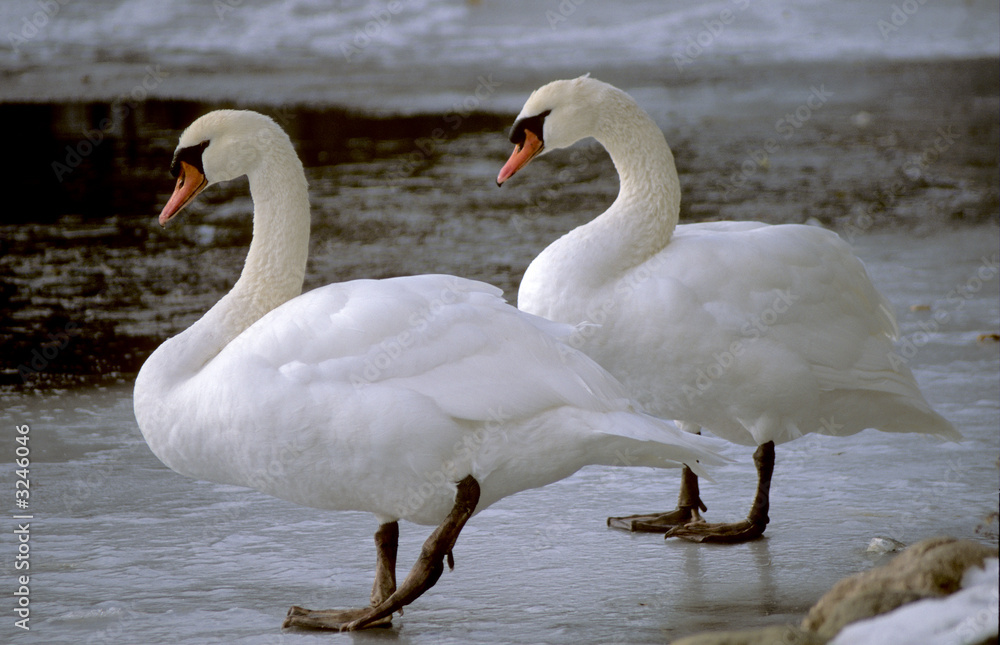 Obraz premium schwäne auf dem eis