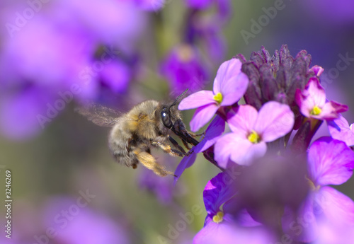 bumblebee