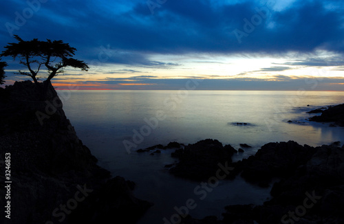silhouette of tree at sunset