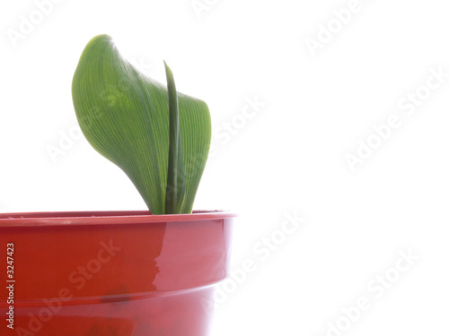 young lilly of the valley