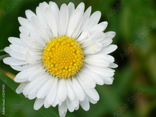 daisy in a natural environment