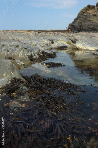 seaweed at aberystwyth