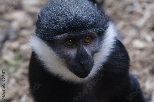 squirrel monkey