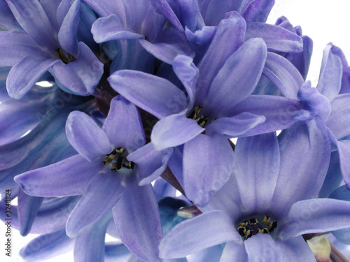 blue hyacinth