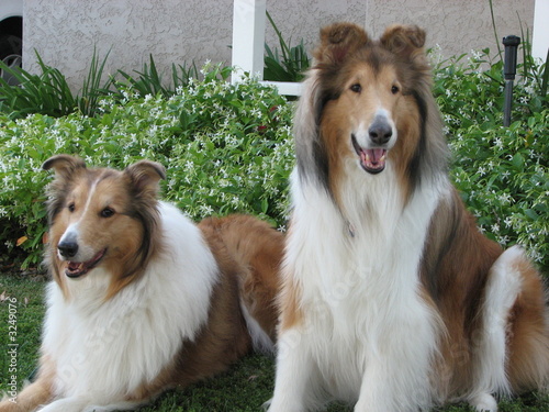 collie dogs